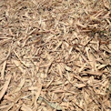 a close up of a pile of wood chips