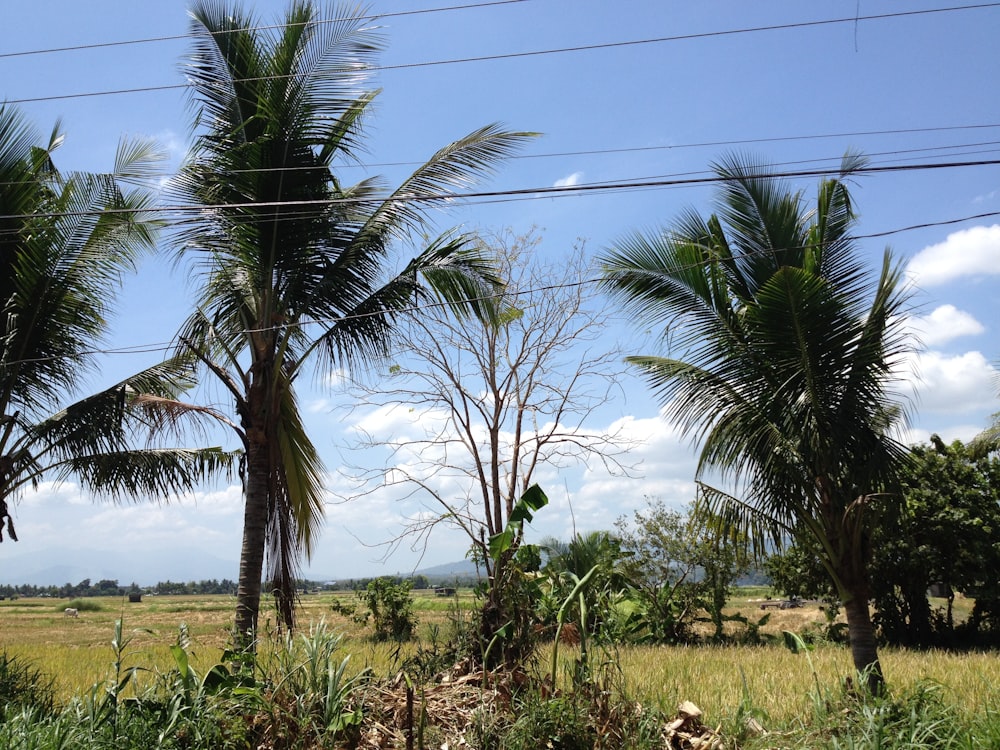 a field with palm trees and power lines in the background