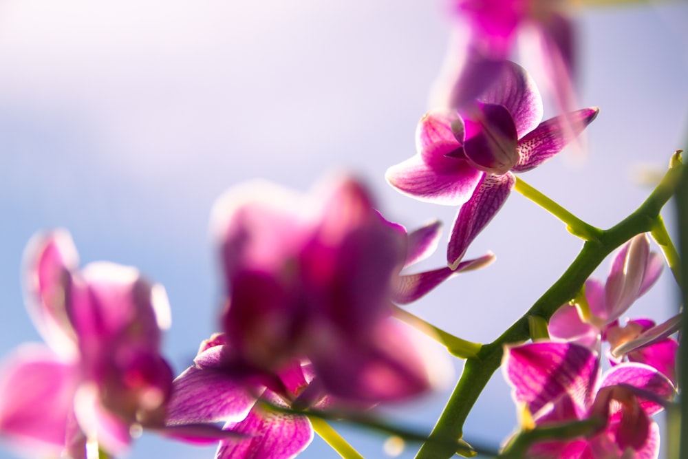 a close up of a bunch of purple flowers