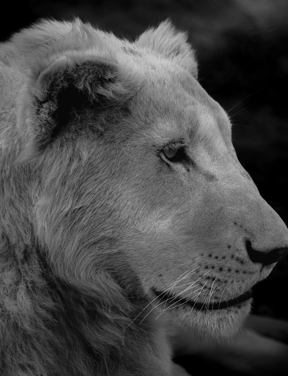 a black and white photo of a lion