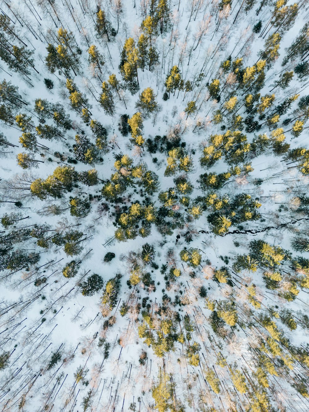 たくさんの木々が生い茂る雪の森