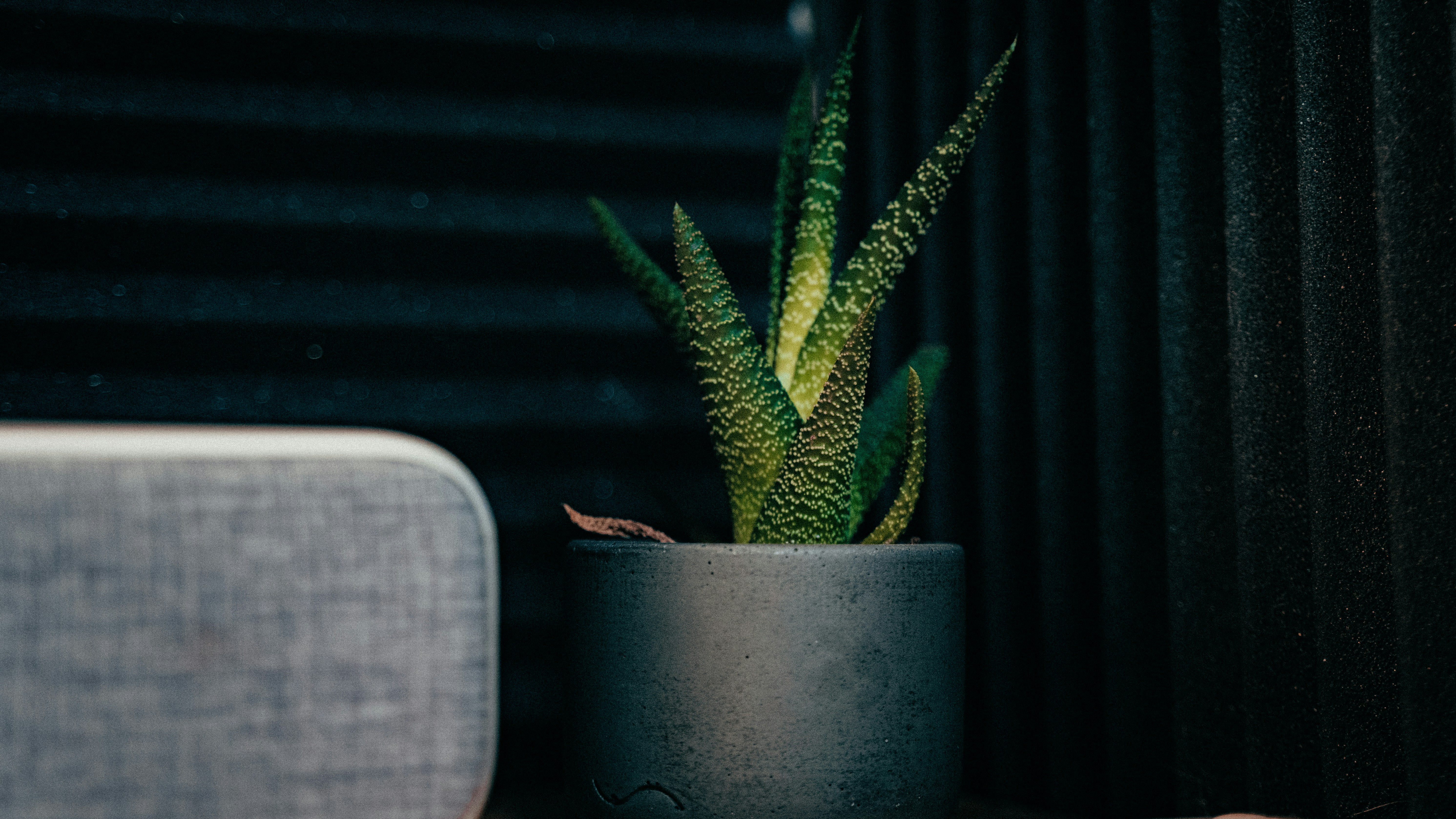 ソファの隣のテーブルに置かれた鉢植え