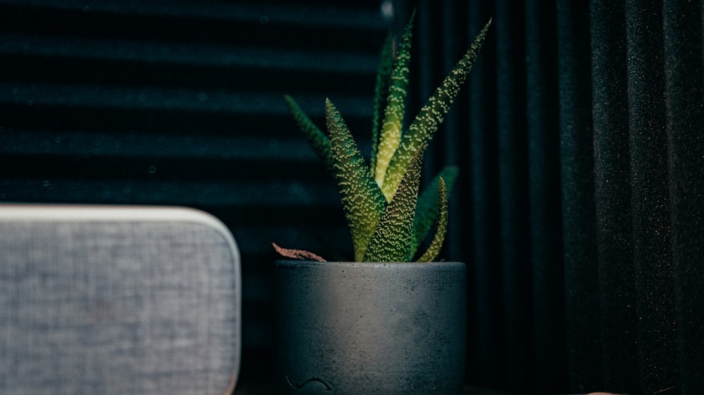 a potted plant sitting on a table next to a couch