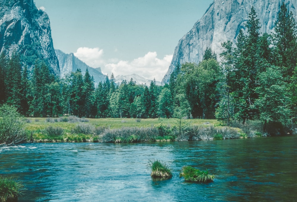 a river running through a lush green forest