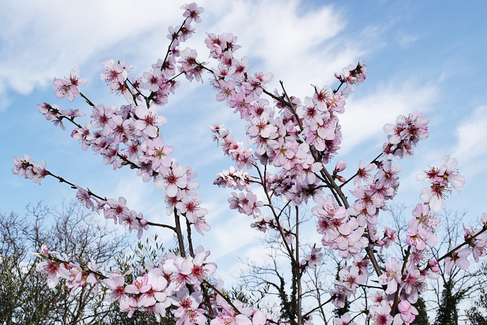 a tree with lots of pink flowers in front of a blue sky