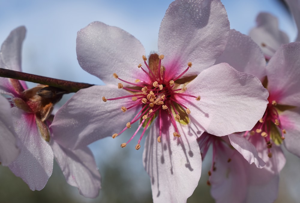 un primo piano di un fiore su un albero