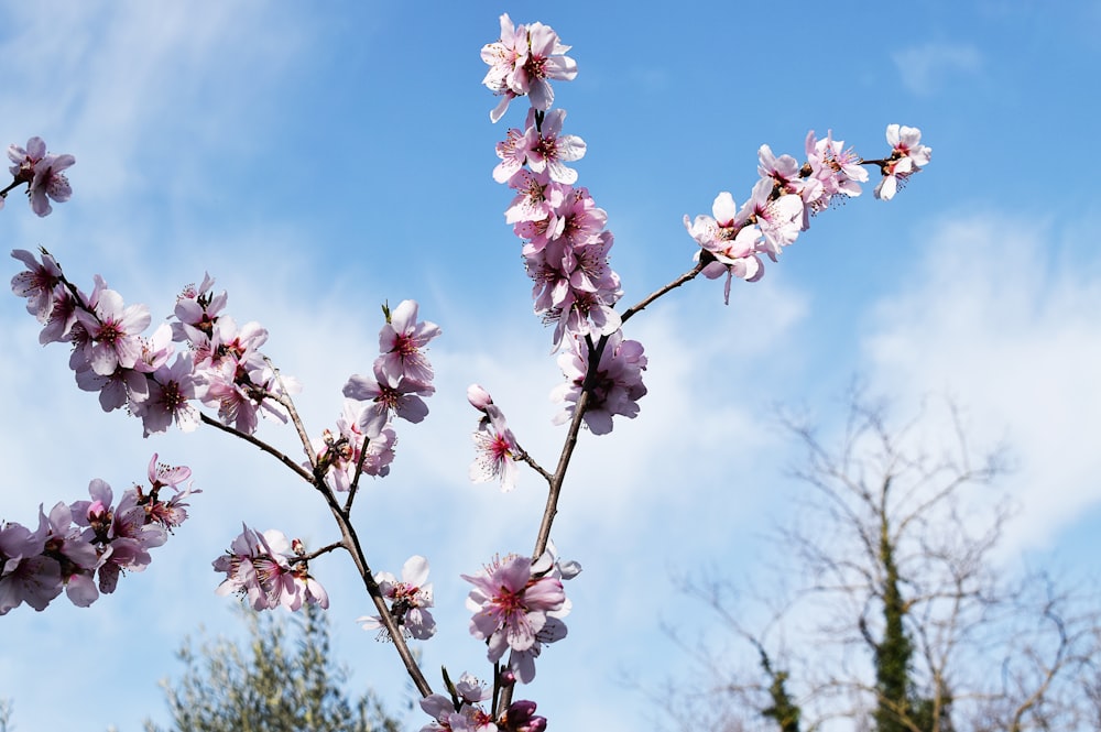 푸른 하늘을 배경으로 분홍색 꽃이 만발한 나뭇가지