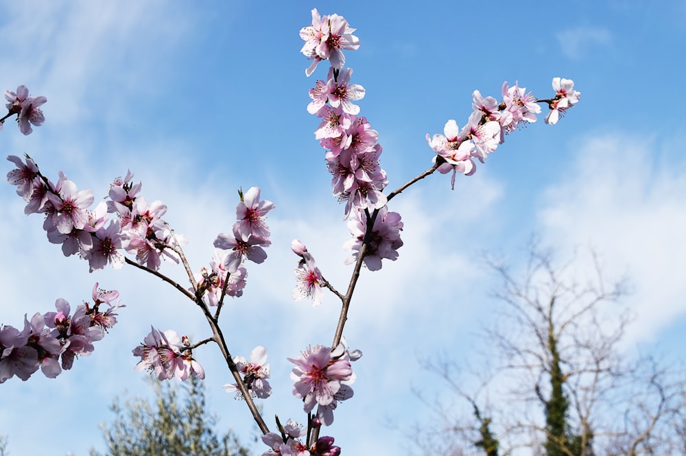 a branch with pink flowers against a blue sky