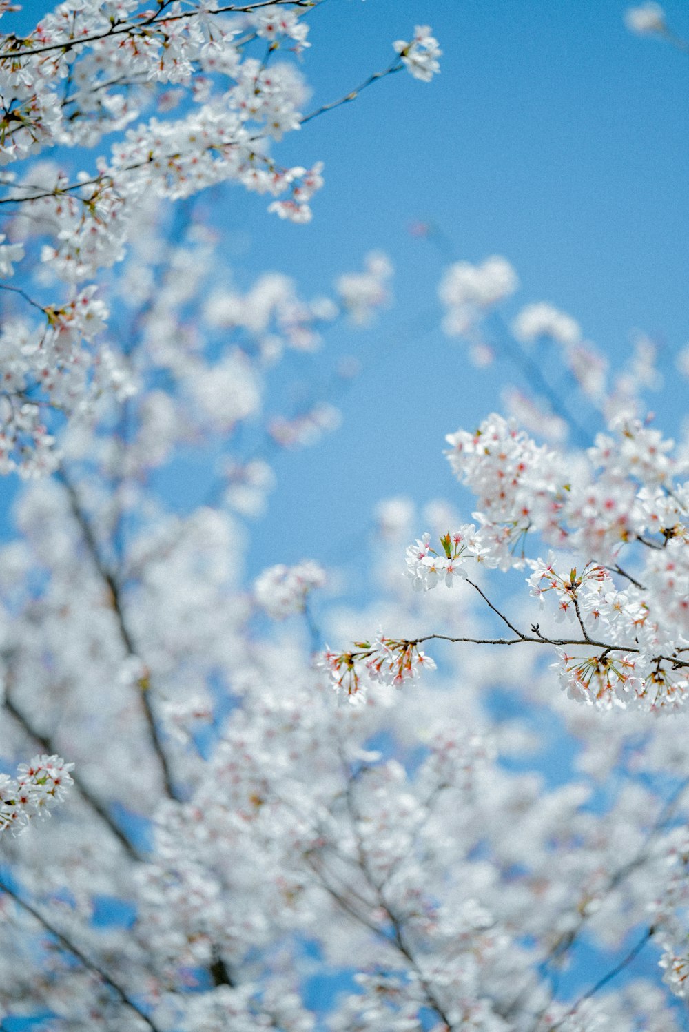 a bird is sitting on a branch of a tree