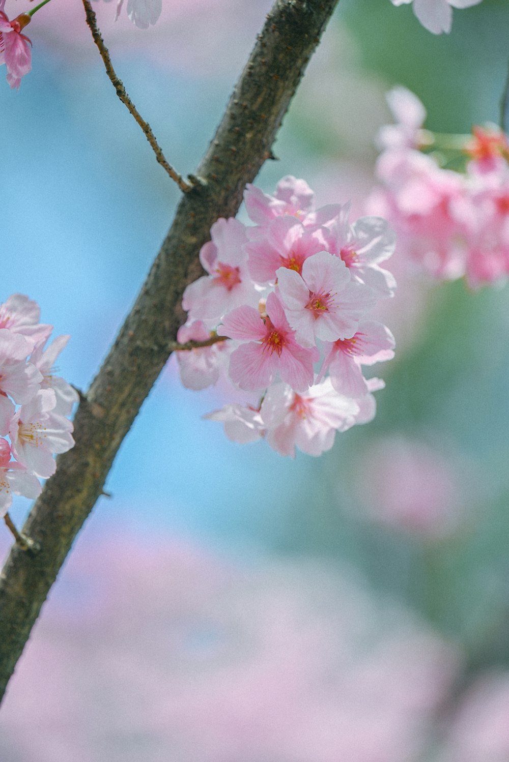 ein Zweig eines Baumes mit rosa Blüten