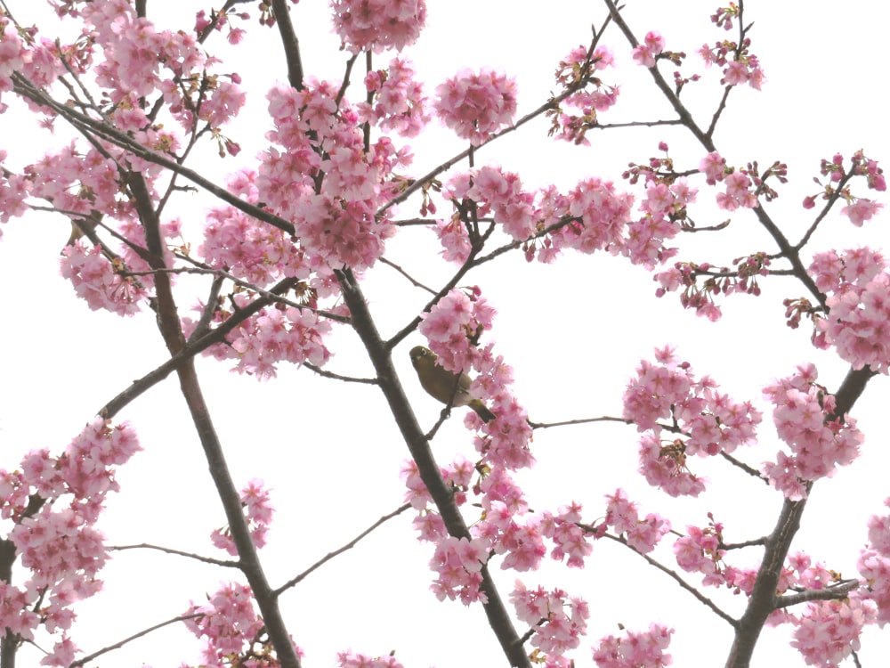 a bird sitting on a branch of a tree with pink flowers