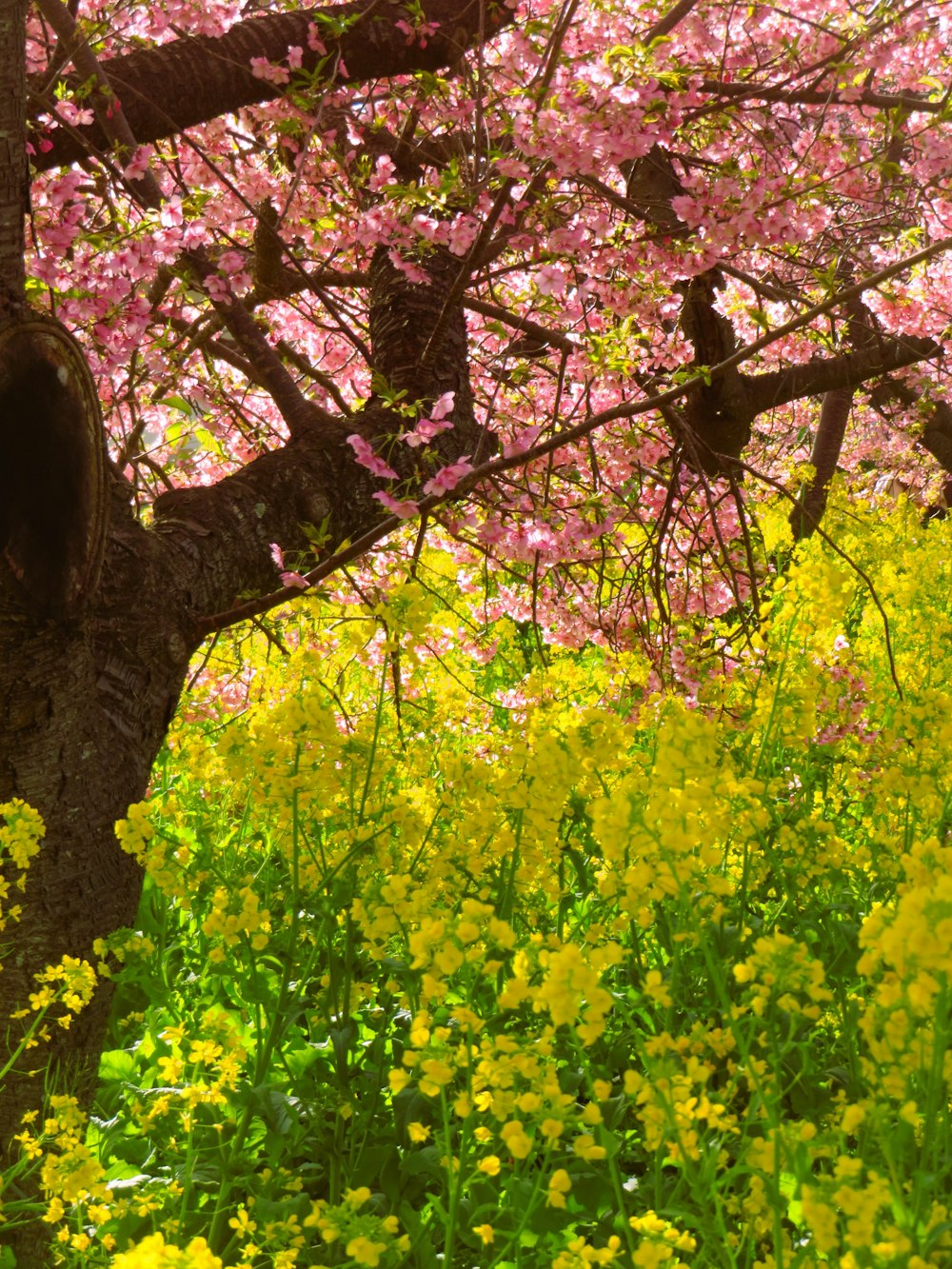 a tree in a field of yellow and pink flowers