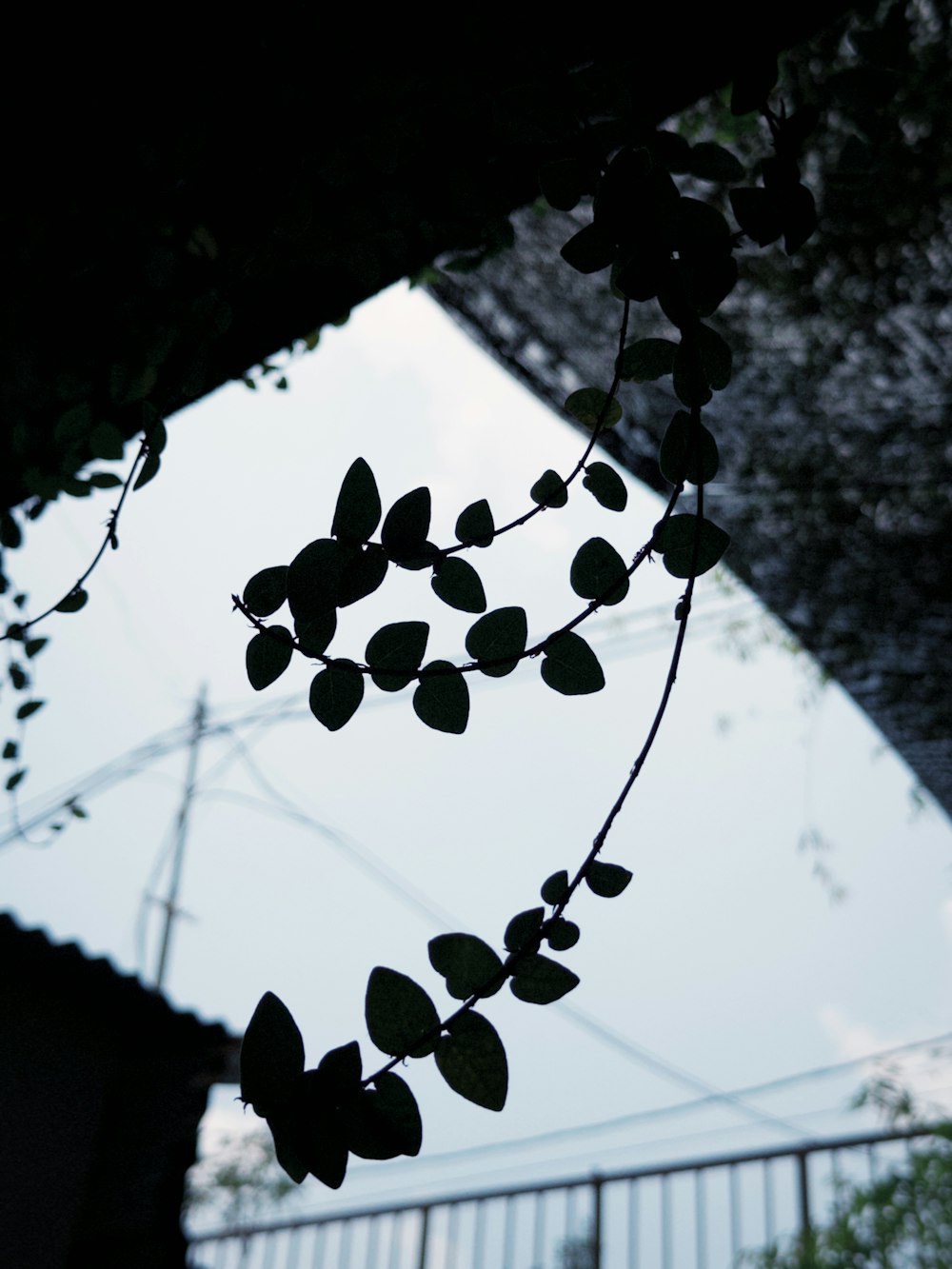 a tree branch with leaves hanging from it