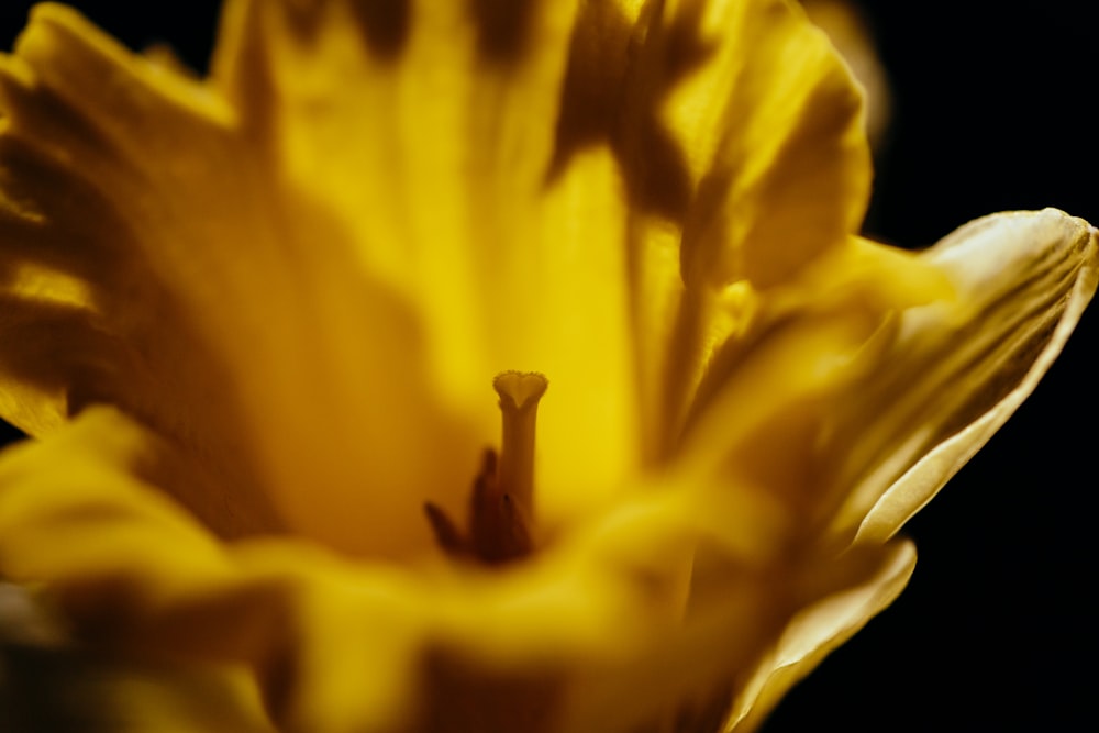 a close up of a yellow flower on a black background