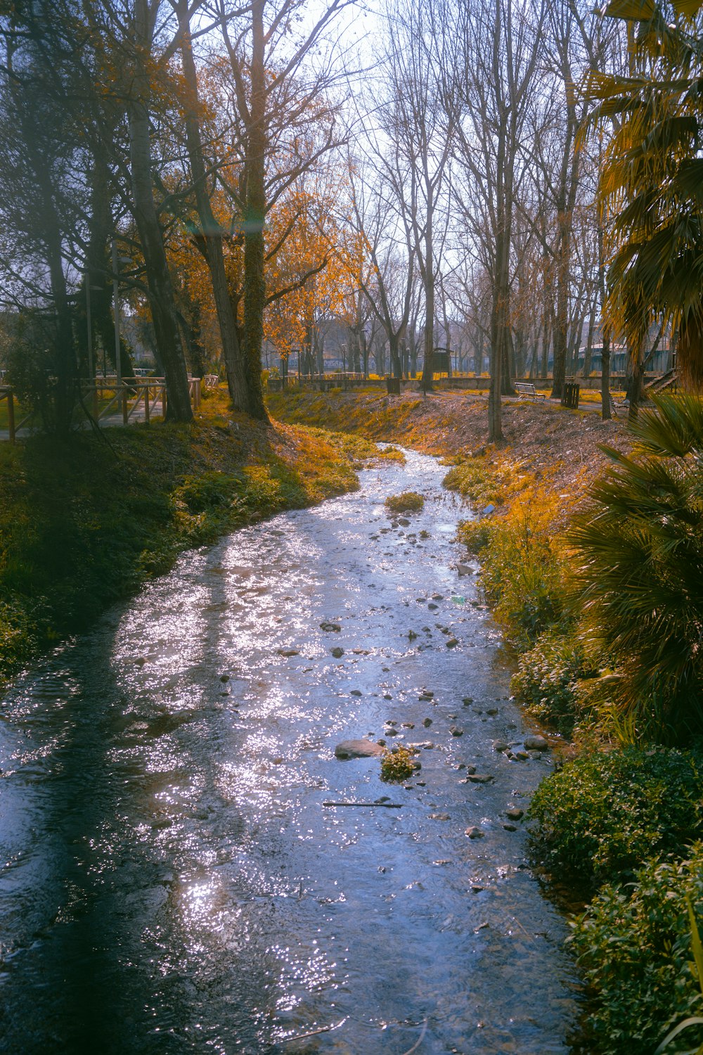 a river running through a lush green forest