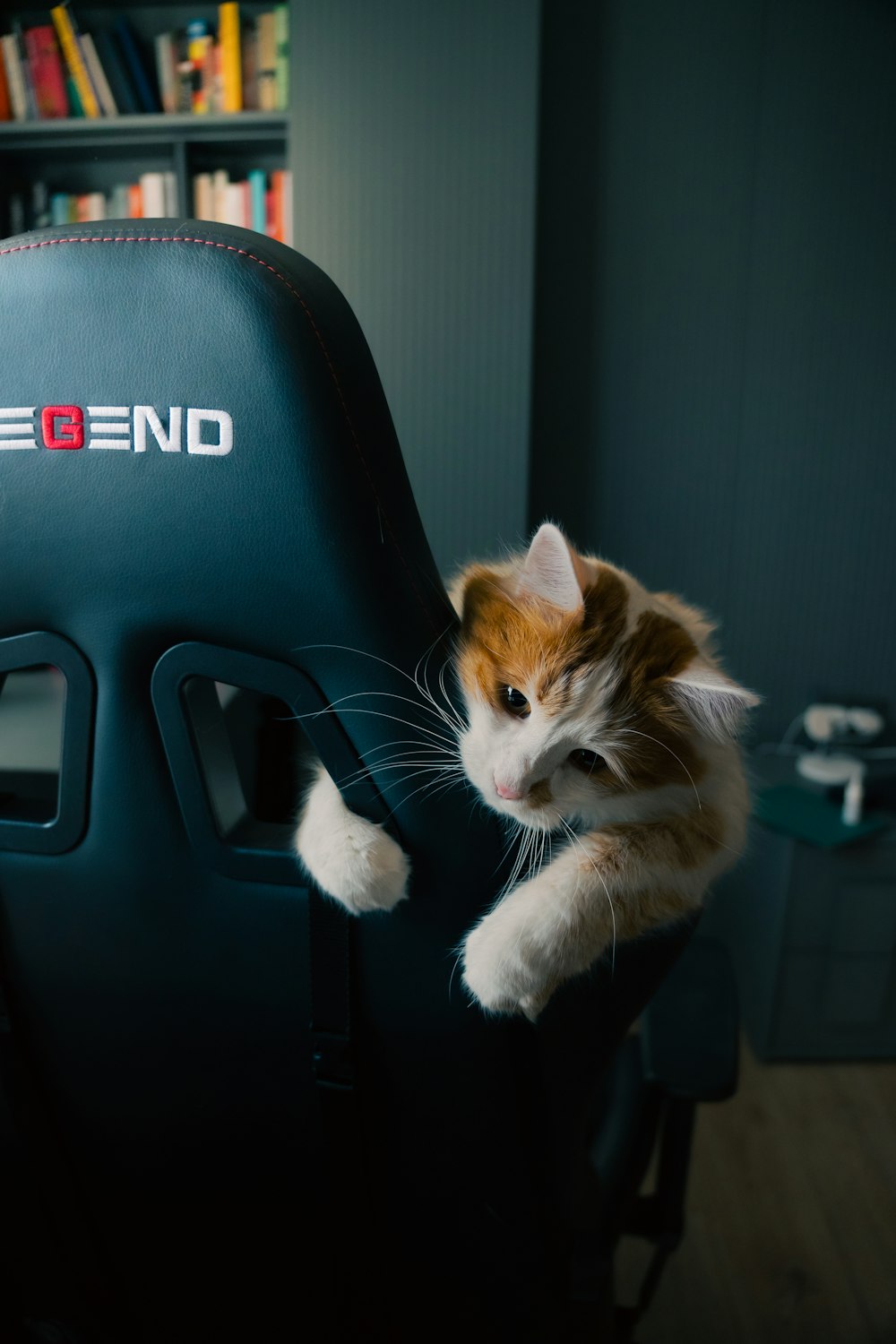 a cat sitting on top of a blue chair