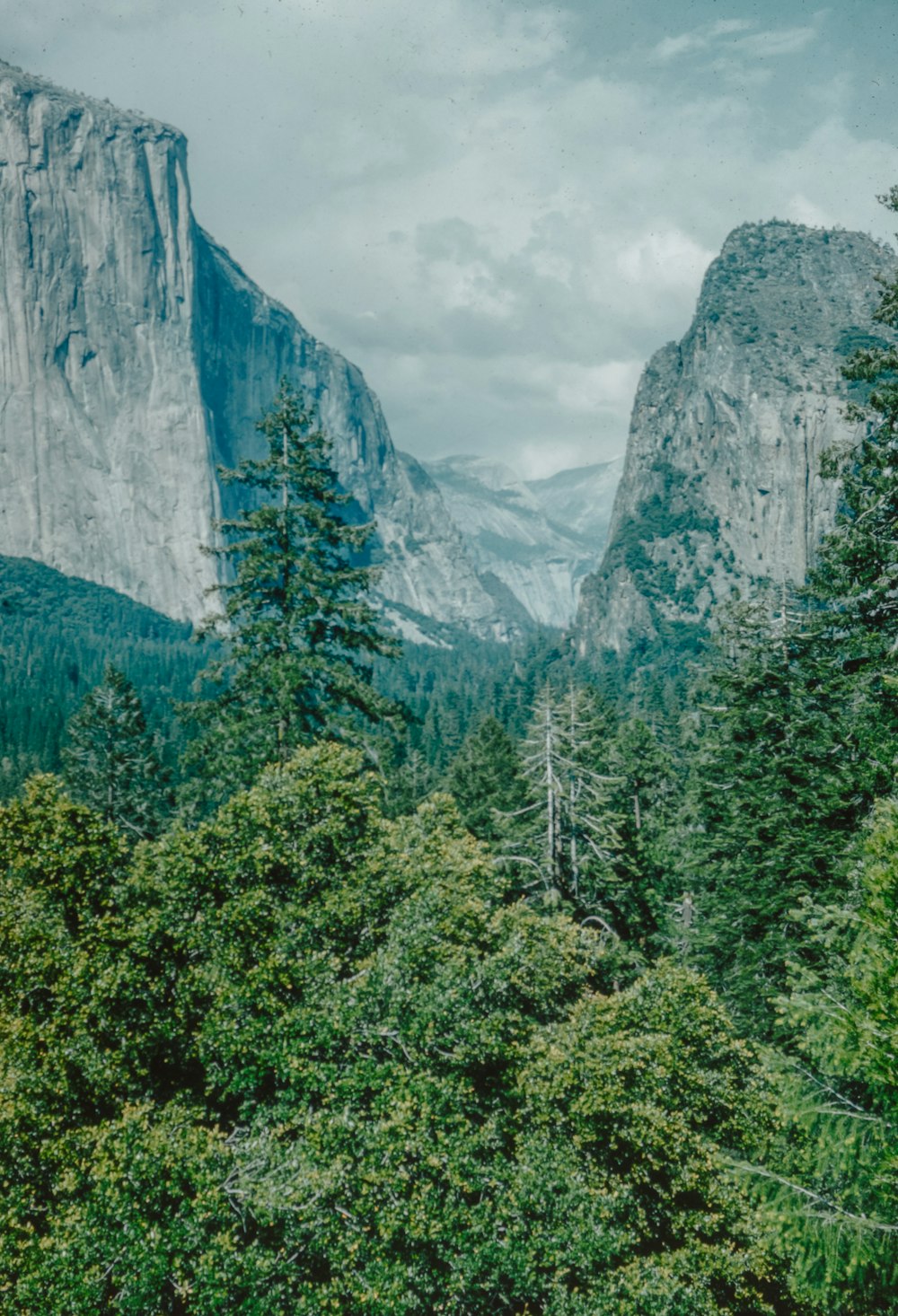 a forest filled with lots of trees and tall mountains