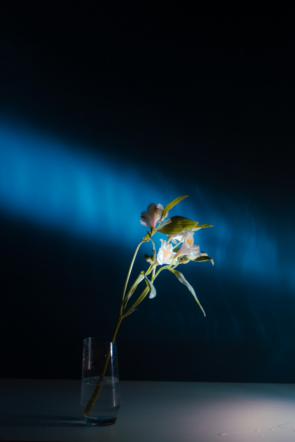 a single flower in a glass of water