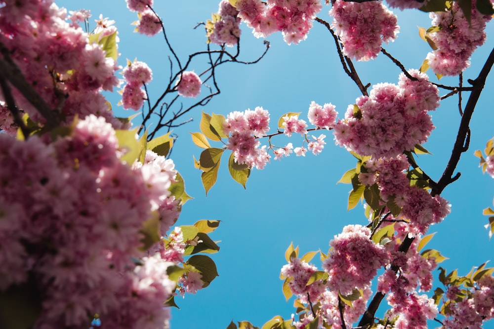 pink flowers are blooming on the branches of a tree