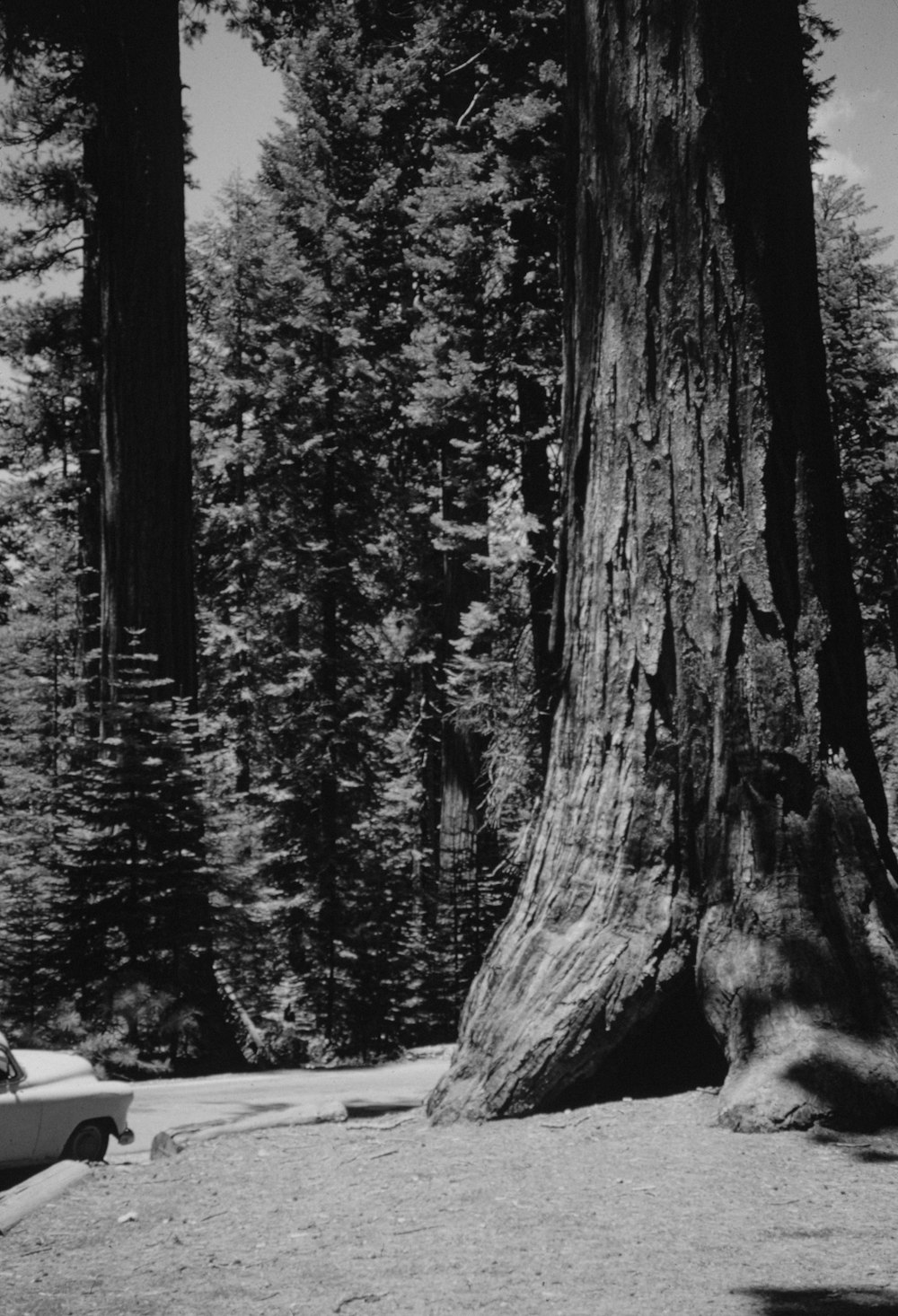 a man sitting on a bench next to a large tree