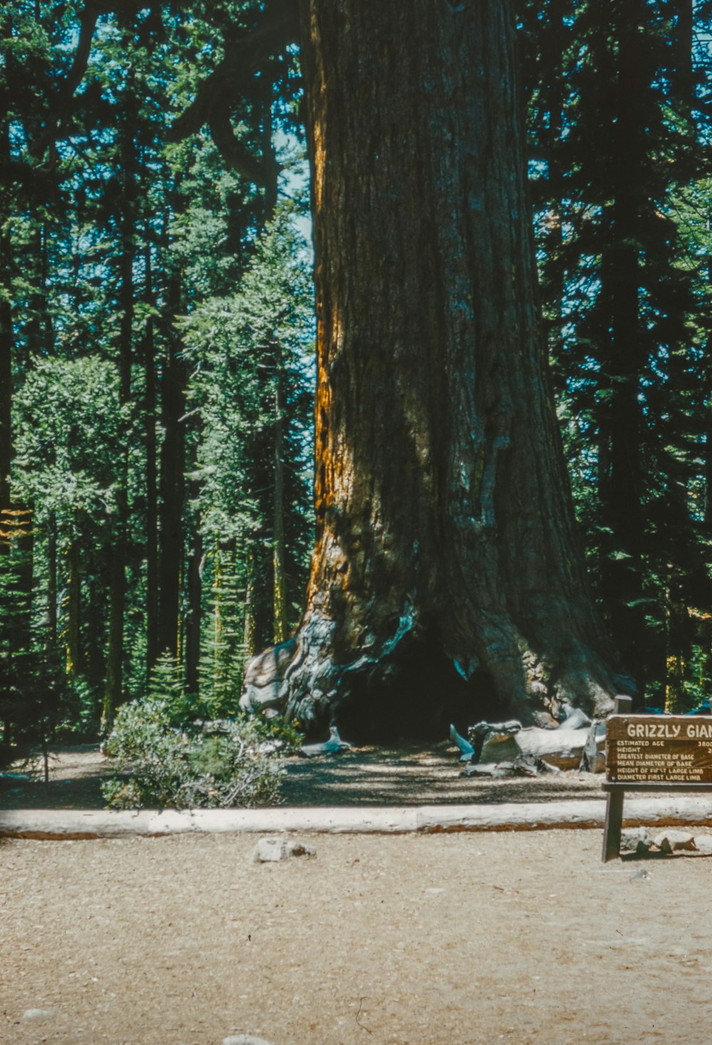 a large tree in the middle of a forest