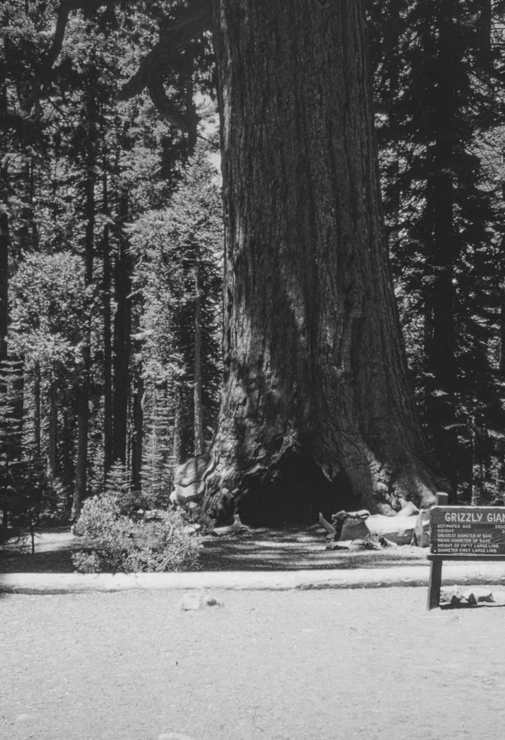 a large tree in the middle of a forest