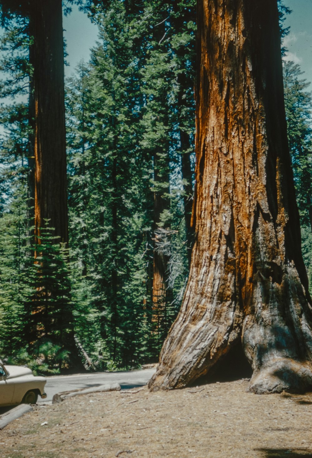 a bench sitting in front of a large tree