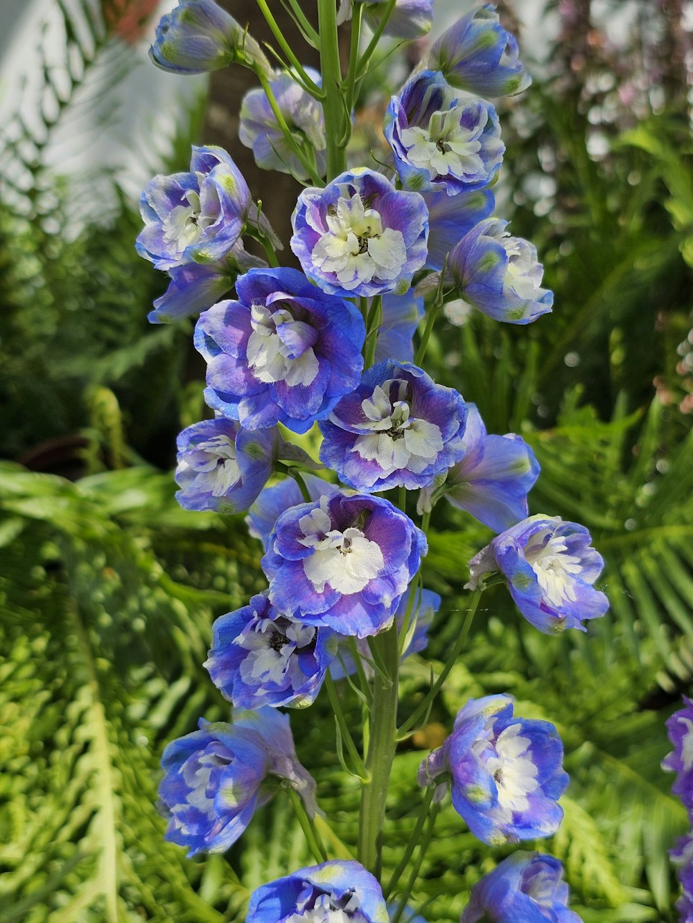 a bunch of blue and white flowers in a garden