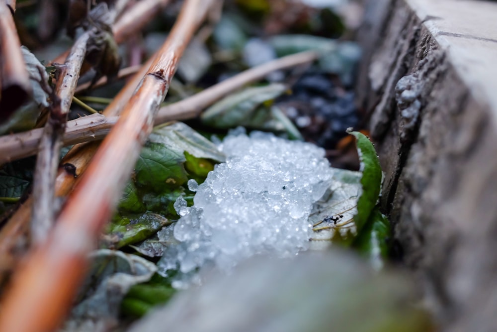 a close up of a plant with ice on it