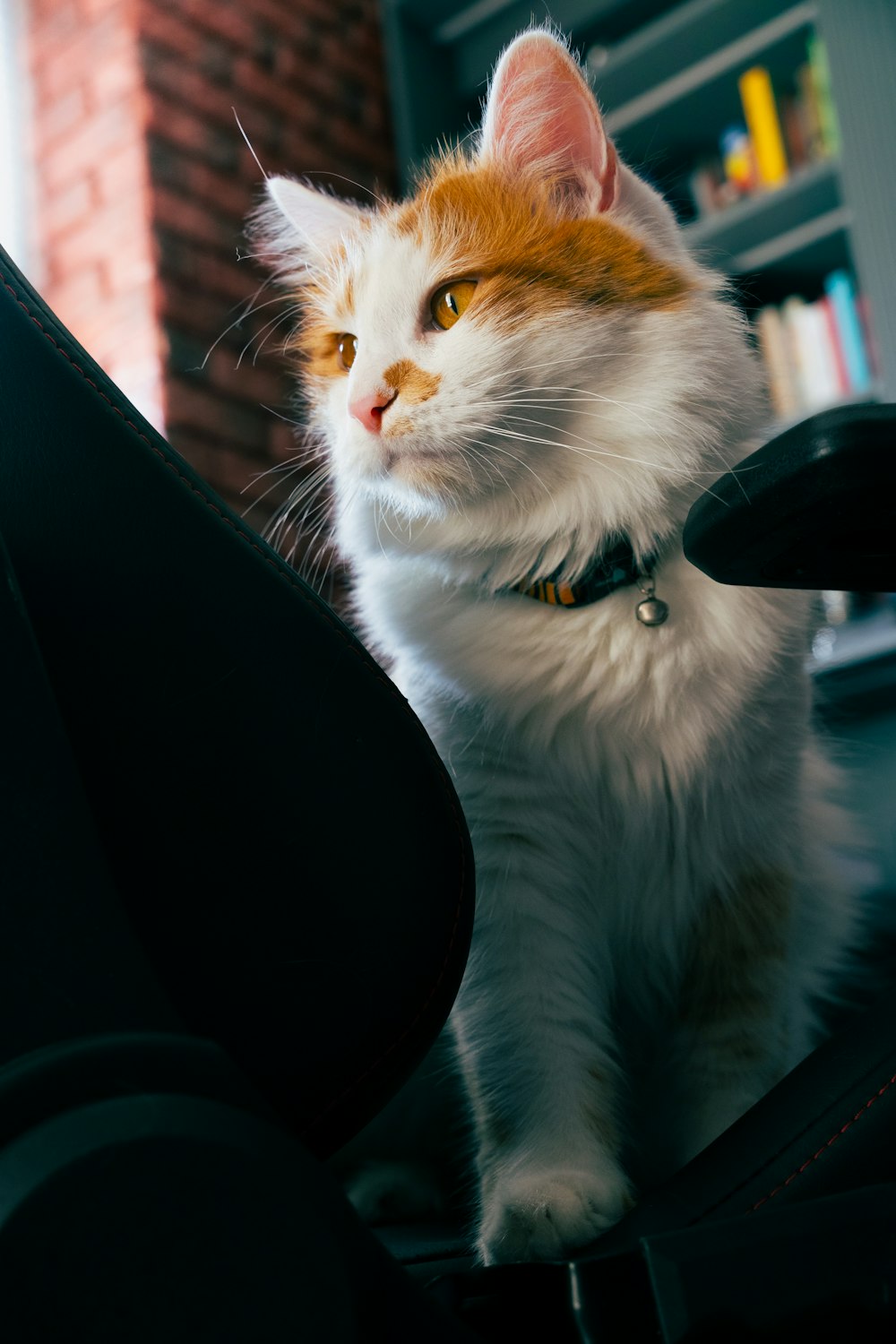 a white and orange cat sitting on top of a chair