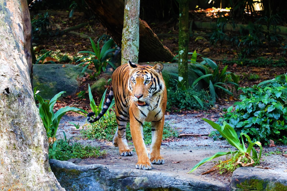 a tiger walking on a path through a forest