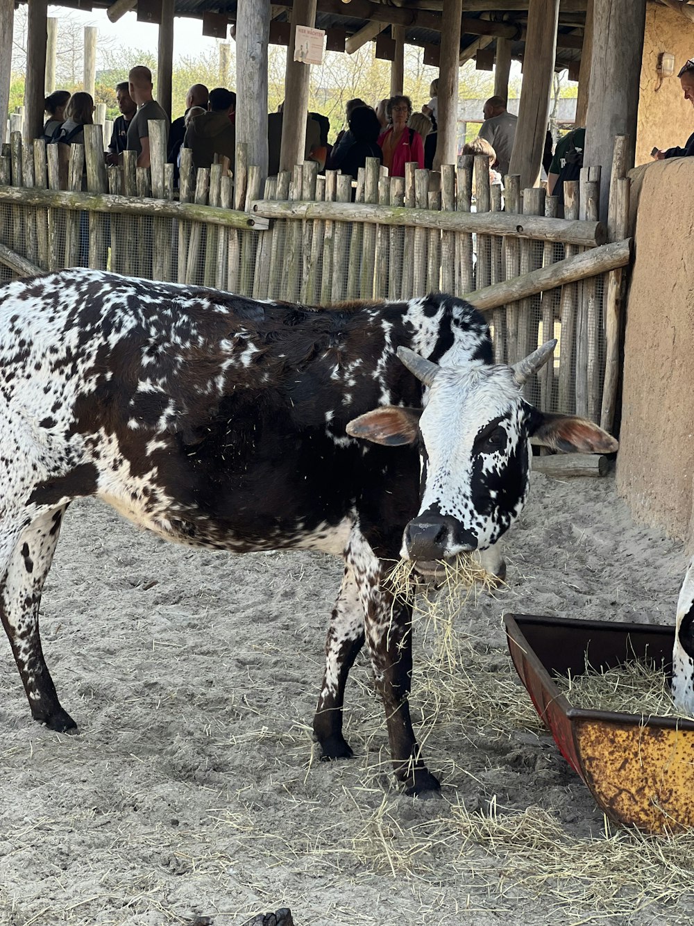 a black and white cow eating hay from a bowl