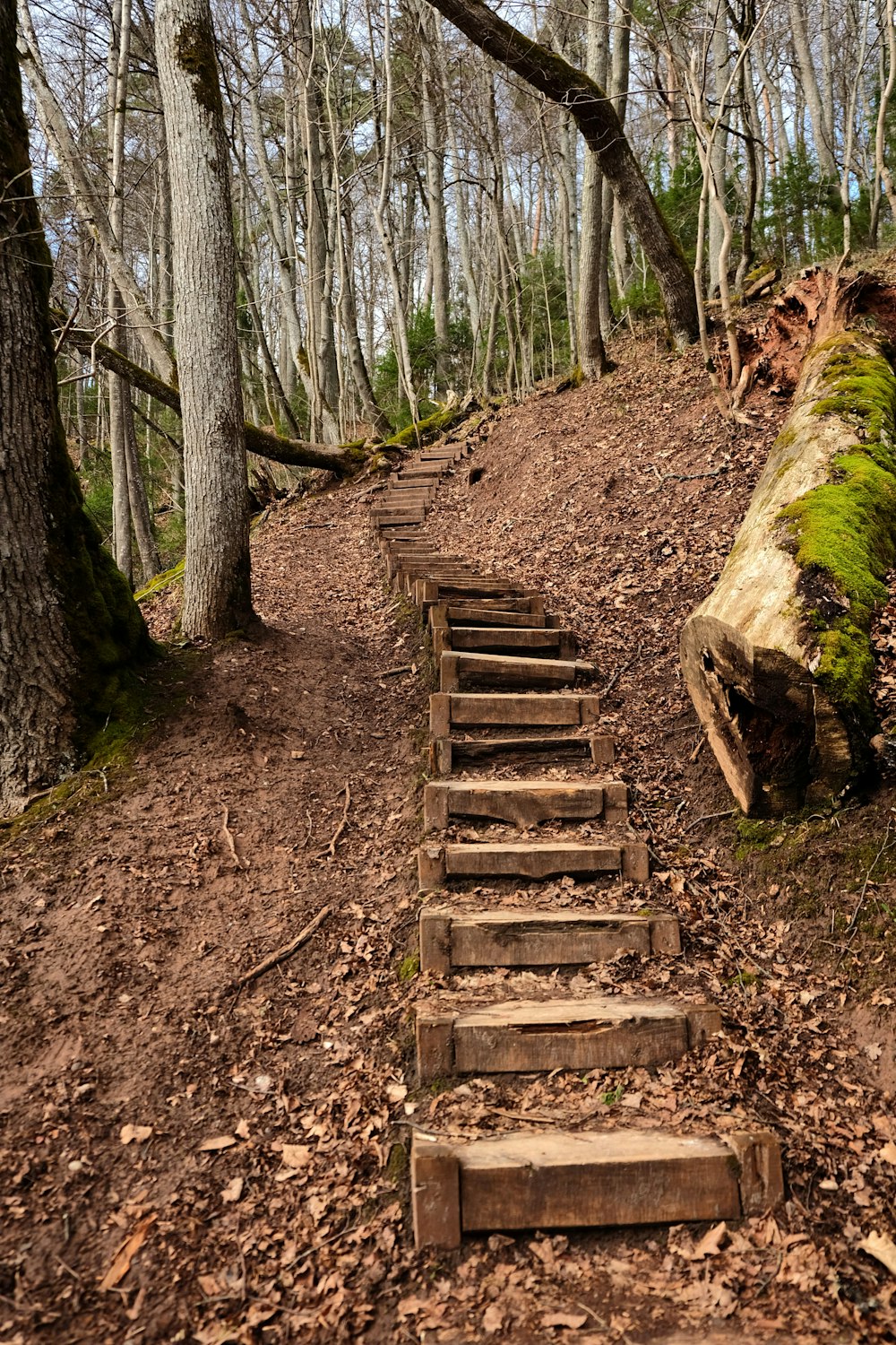 a set of wooden steps leading up a hill in the woods