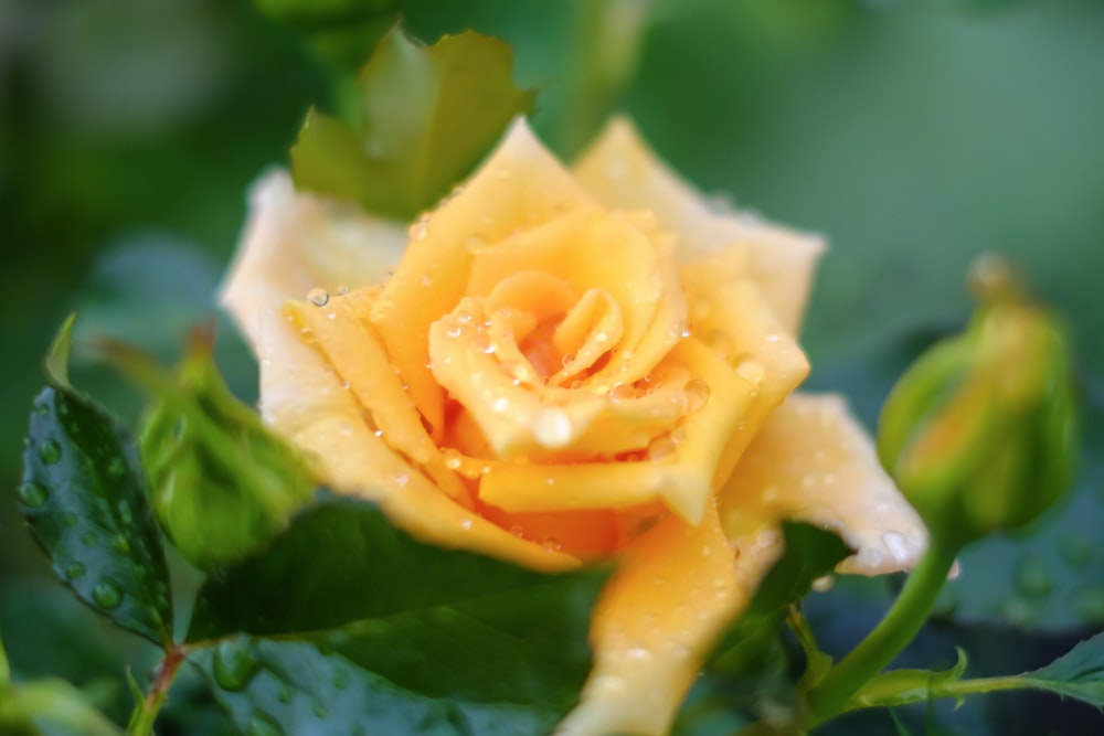 a yellow rose with water droplets on it