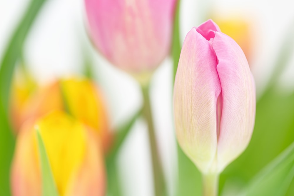 a close up of a pink and yellow tulip