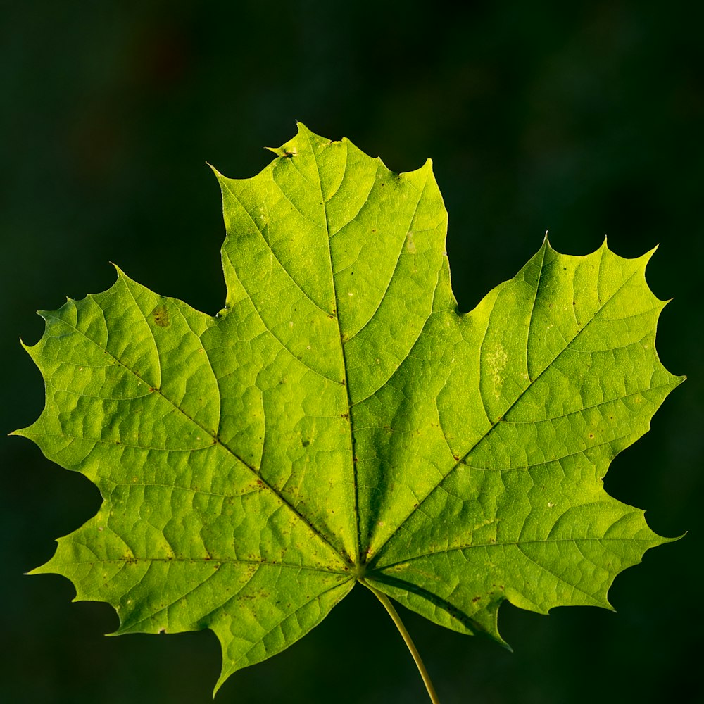 a close up of a green leaf on a dark background
