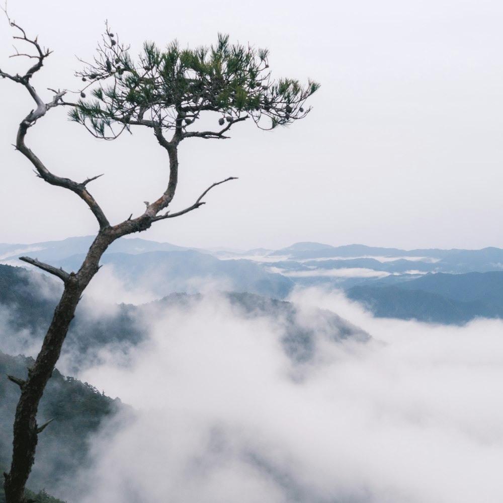 a lone tree stands in the middle of a foggy valley