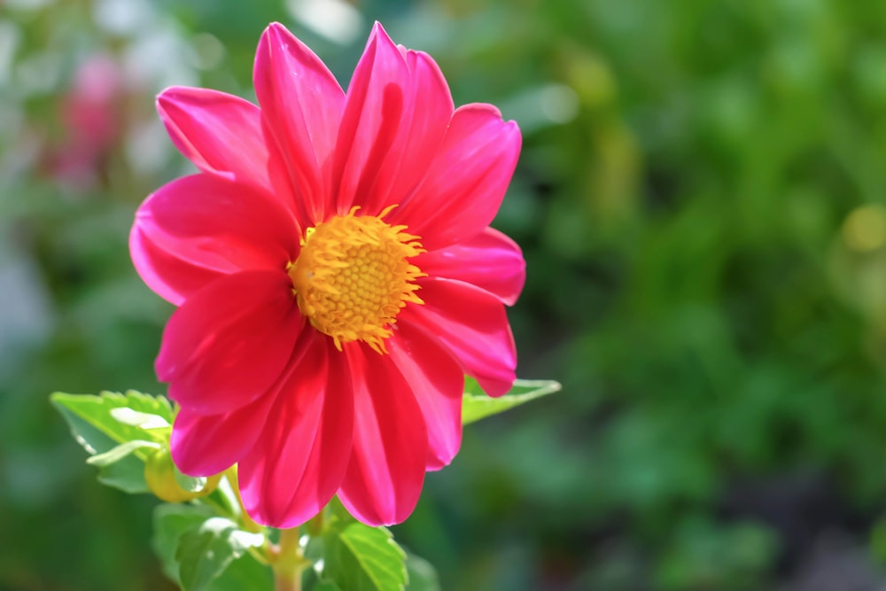 a bright pink flower with a yellow center