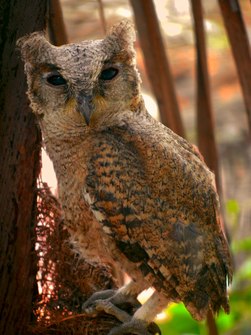 an owl is perched on a tree branch