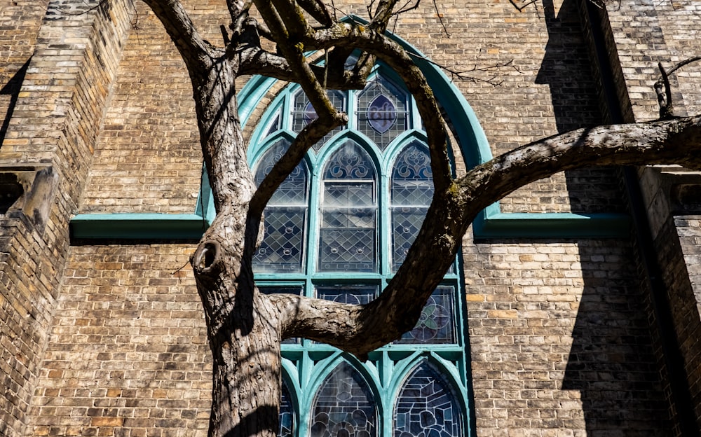 a tree is in front of a church window