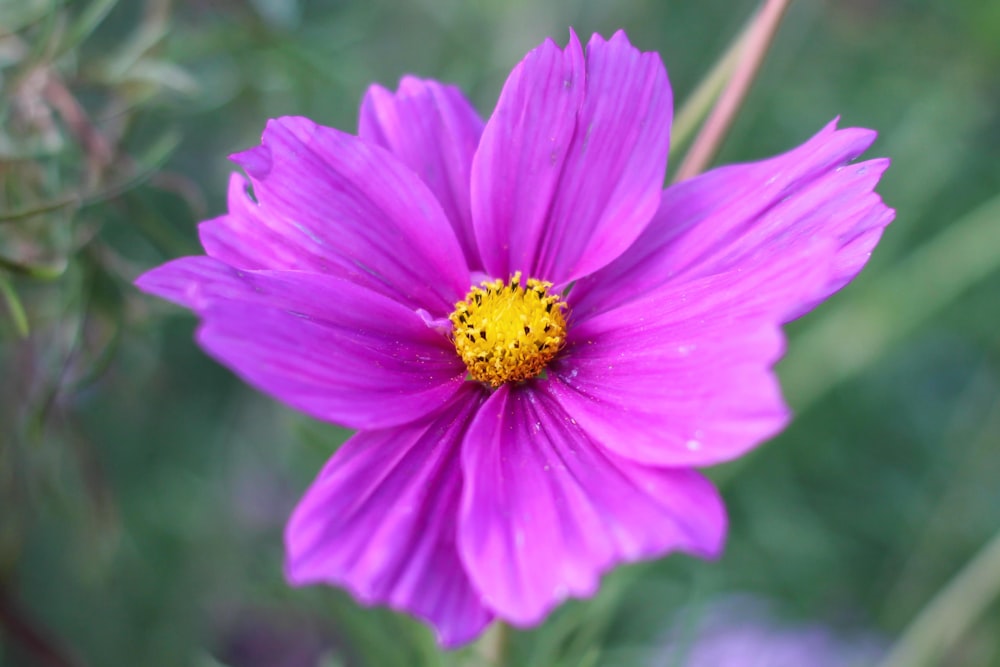 a close up of a purple flower with a yellow center