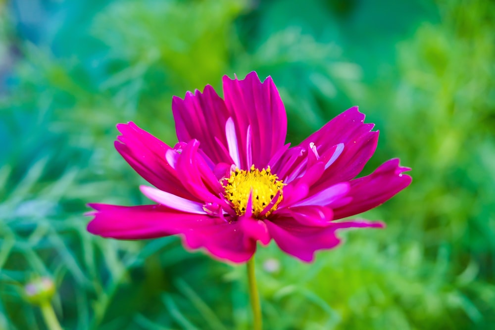 a close up of a pink flower with green leaves in the background