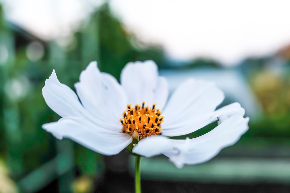 a close up of a white flower with a yellow center