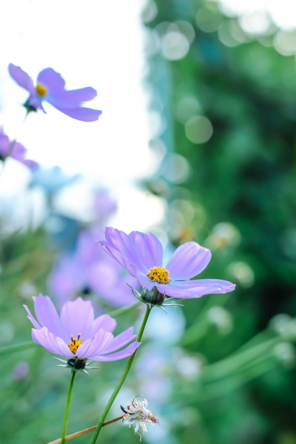 a bunch of purple flowers in a field