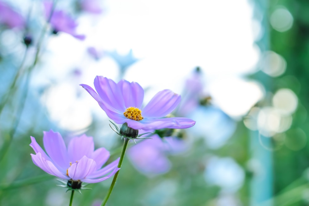 a group of purple flowers sitting on top of a lush green field