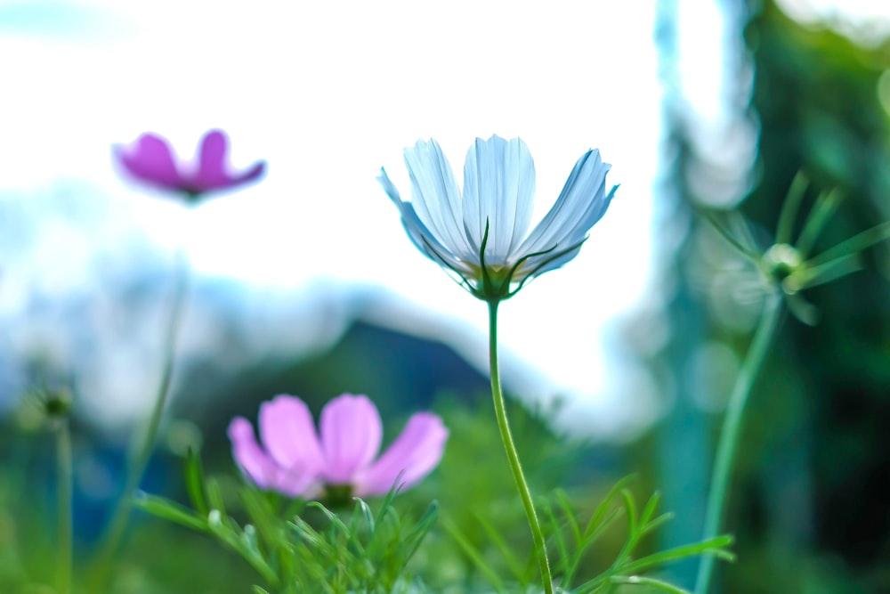 a group of purple and white flowers sitting on top of a lush green field