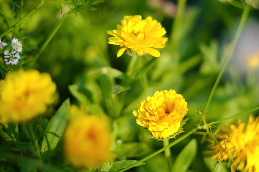 a bunch of yellow flowers that are in the grass