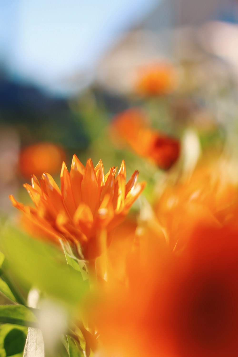 a close up of a bunch of orange flowers