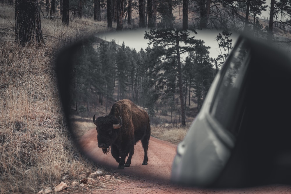a reflection of a bison in the side view mirror of a car