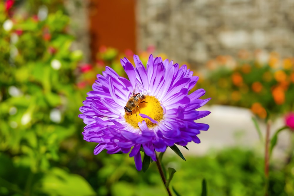 a bee is sitting on a purple flower